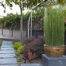 plants