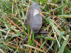 CRITTERS in the garden