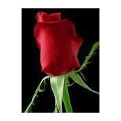 Rose Grays billede