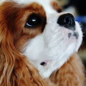 Claudia De Bortoli's photo