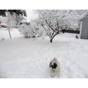 Dawn Dreyerさんの写真