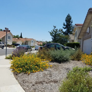 Irvine Front Yard