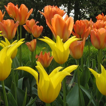 Traditional country garden