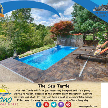 The Sea Turtle