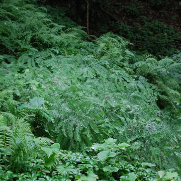 A fern garden at Innisfree