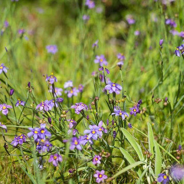 2018 Native Plant Garden Tour