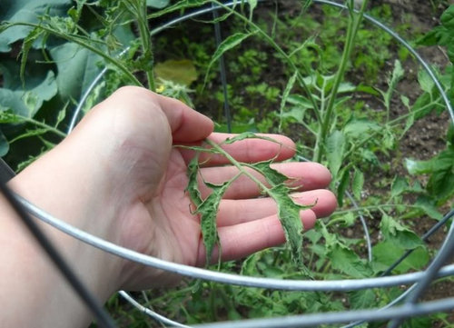 Pineapple Tomato Foliage Looks Weird