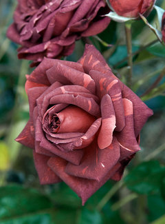 Are there any good russet or tan roses???