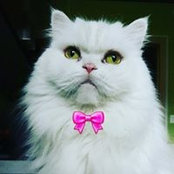 Tania Frison's photo