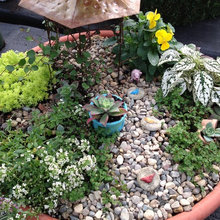 Fairy Gardens