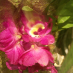 orchids - Products