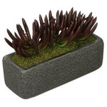 House of Silk Flowers, Inc. - Artificial Burgundy Senecio Garden in Black Sandy-Texture Rectangle - You will never have to worry about caring for your succulents again with this artificial senecio garden handcrafted by House of Silk Flowers. This arrangement features a grouping of artificial senecio "potted" in a sandy-texture ceramic vase measuring 11" wide x 4" deep x 4.25" tall. The senecio have been arranged for 360*-viewing. The overall dimensions are measured leaf tip to leaf tip, from the bottom of the planter to the tallest leaf tip: 11" wide X 4.5" deep X 7" tall. Measurements are approximate, and will be determined by your final shaping of the plant upon unpacking it. No arranging is necessary, only minor shaping, with the way in which we package and ship our products. This product is only recommended for indoor use.