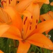 Dawn Borrett's photo