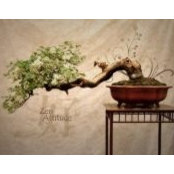 Nidia Bee's photo