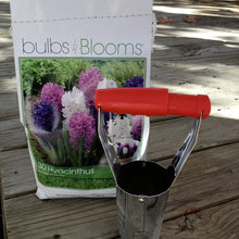 Spring Bulb Designs