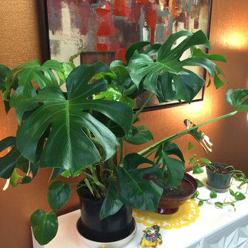 Feng Shui Style
