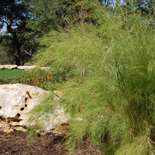 wall