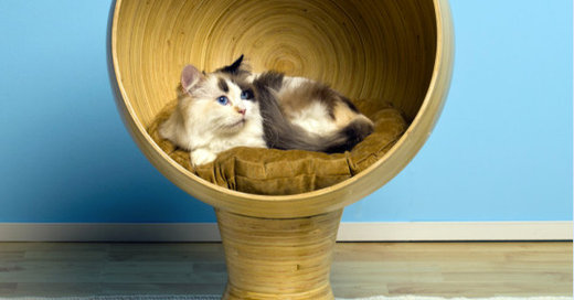 12 Stylish Solutions for Ugly Cat Furniture