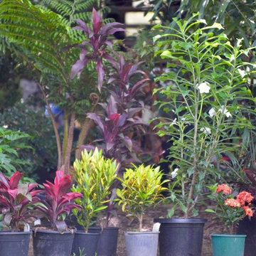 Tropical Selection for Pool Garden