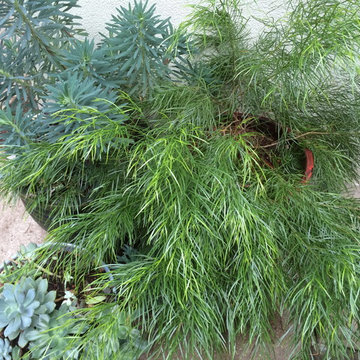 container gardens and misc.