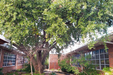 Preservation Tree gives some TLC to Live Oak at Heights Elementary