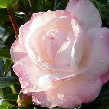 October Magic® Dawn Camellia Camellia sasanqua 'Green 99-012' PP20453