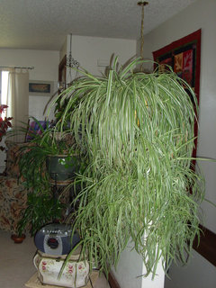 10 Giant Spider Plant