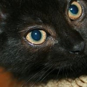 Jennifer Castle's photo