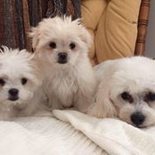 Tammy Lambert's photo