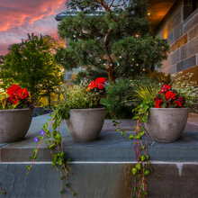 Flowers And Plants