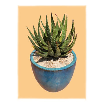 Aloe World