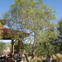 Front landscape