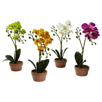 Phalaenopsis Orchid With Clay Vase, Set of 4, Assorted