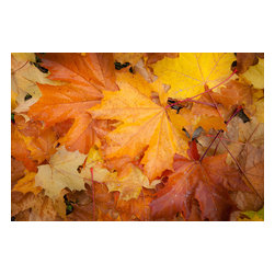 Douglas Page Photographic Arts - Autumn Leaf Design, Aluminum, 36"x24" - Prints And Posters