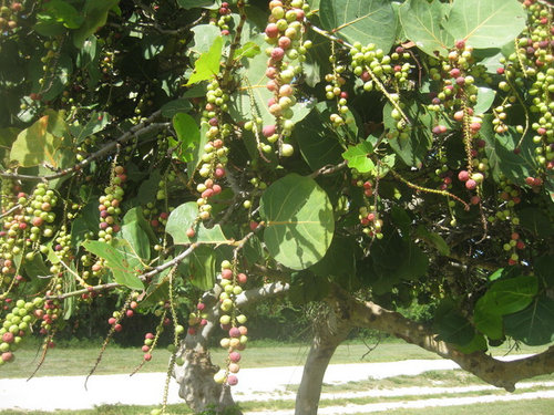 Arbres à feuilles simples avec de petits raisins comme des fruits