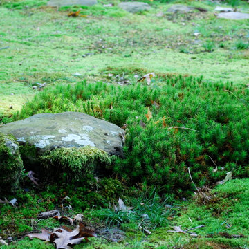 Moss garden