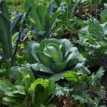 Edible Landscape Project - New Port Richey, FL