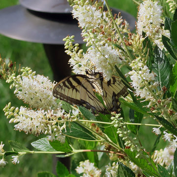 Pollinator Garden Rooms