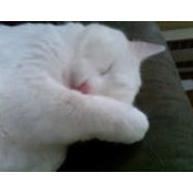Carol Chambers's photo