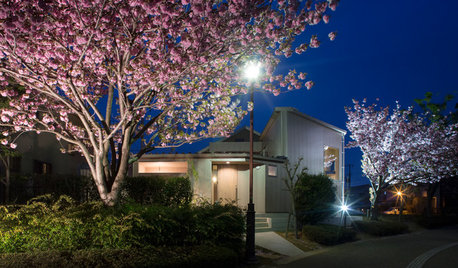 Full Bloom: Embracing the Beauty of Cherry Blossom Season