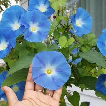 Beauty of nature