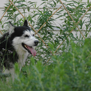 Flora, Furry Friend Of The Land Mechanic, Is A Welcome Presence In The Garden