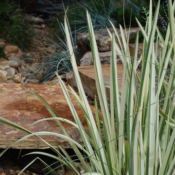 Iris along stone bridge and steps