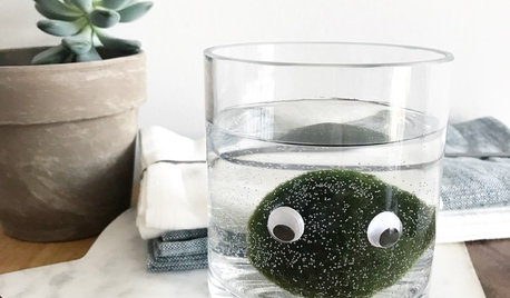 Pet Plant: Could You Love a ‘Marimo’ Moss Ball?