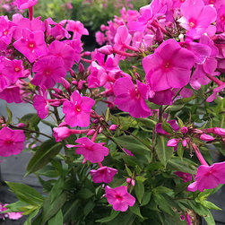 Current Featured Plants - Products