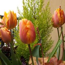 container gardens