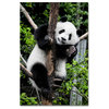 Philippe Hugonnard 'Giant Panda II' Canvas Art, 47"x30"