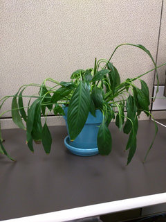 where to buy snake plant Snake Plant | Low-Light | Easy-Care | Buy Plants Online