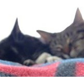 Allison McMath's photo