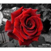 Rose Mars billede